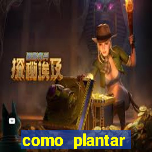 como plantar gergelim no vaso